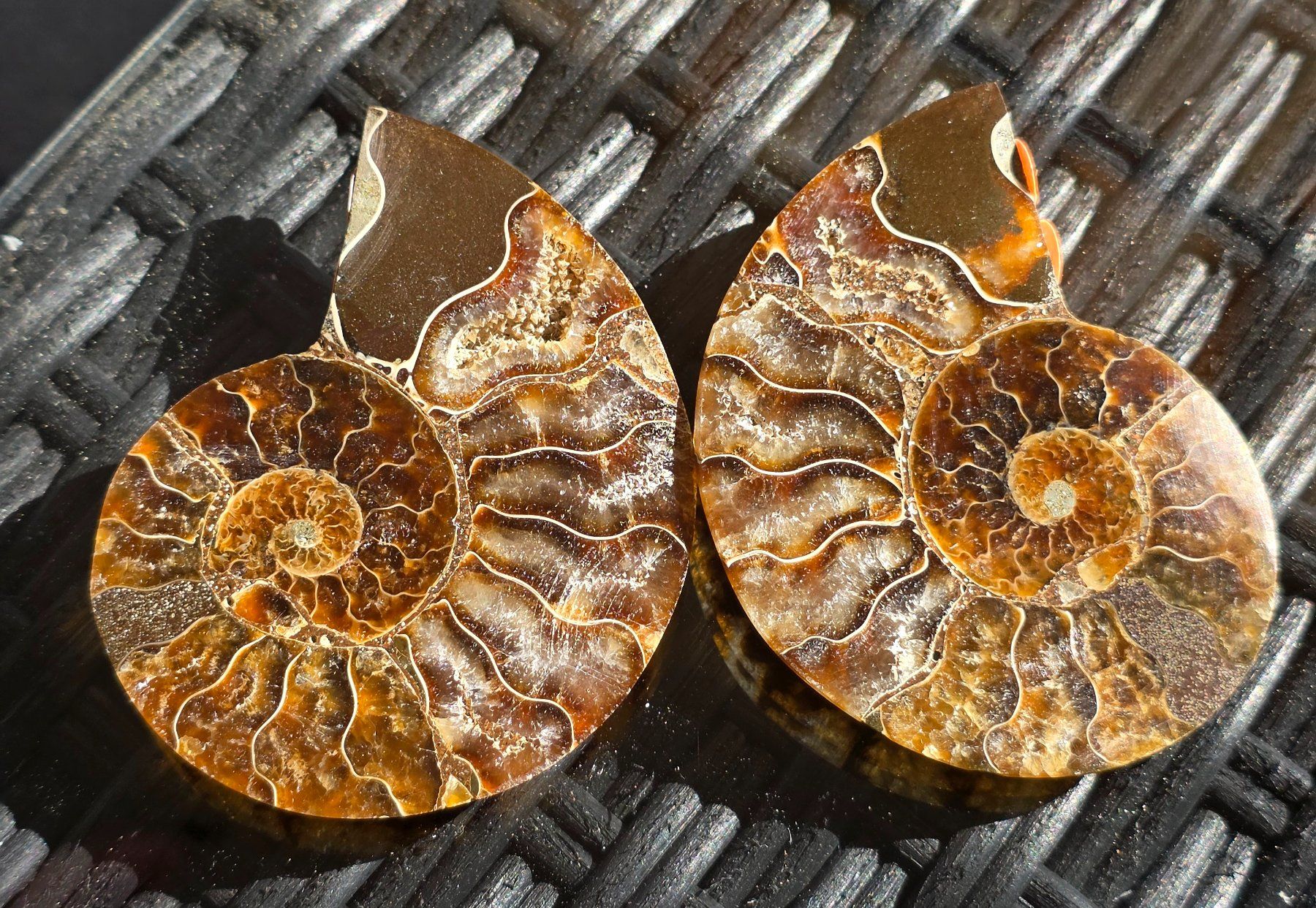 Fossili: Ammoniten Paar P7 65g – Nuovo e nell'imballaggio originale da Matzingen venduto da Shay_Crystalz