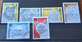 Katze - Chats