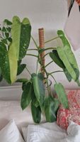 Jose Buono Philodendron, gesund, schöne Farben!