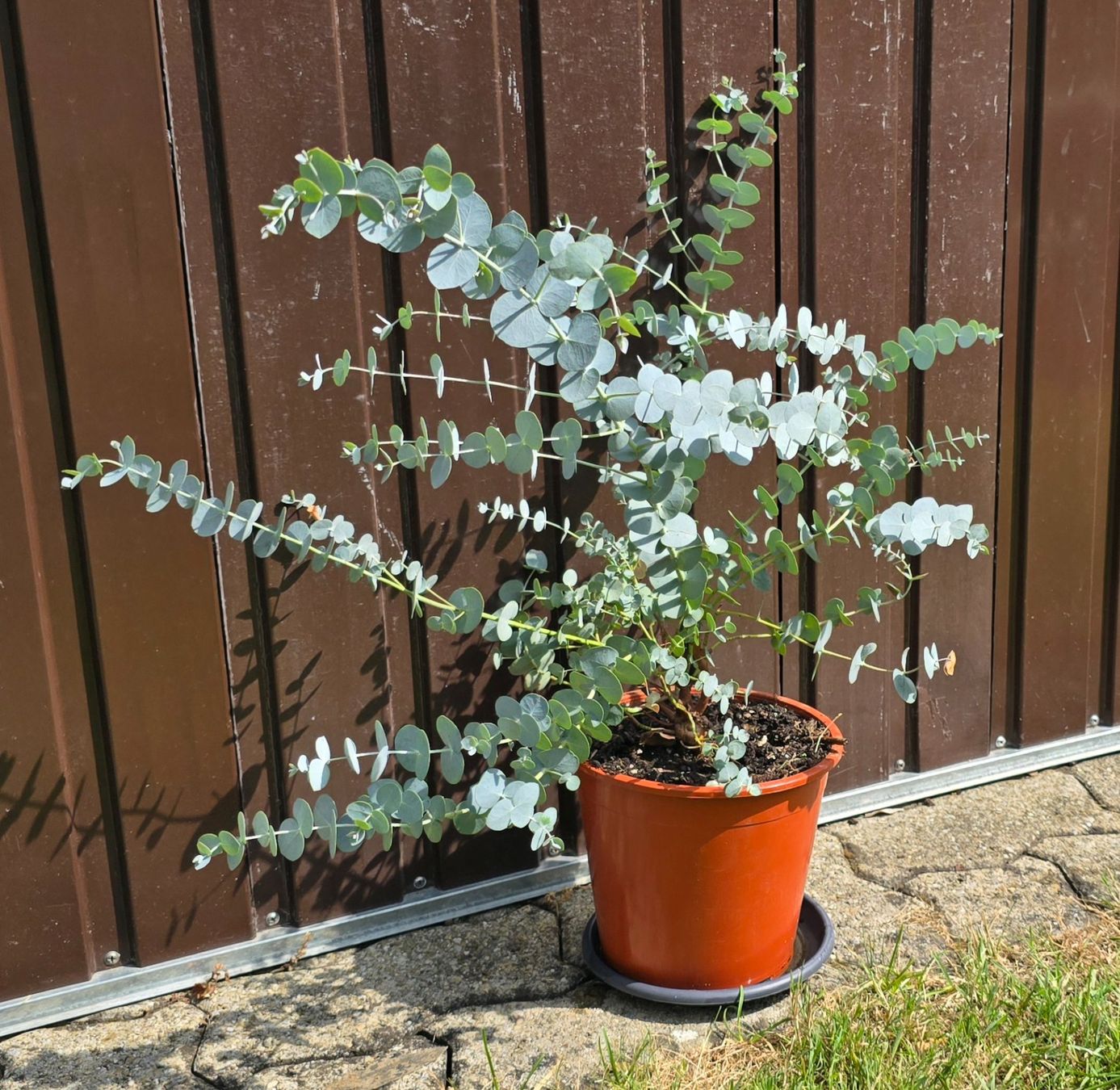 Pflanzen & Samen: Eukalyptus – Neu (gemäss Beschreibung) aus Aarburg von popkorn65 3