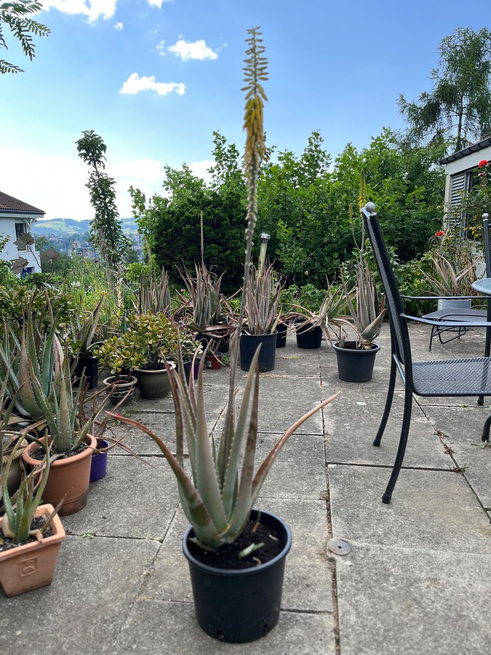 Plantes & graines: Aloe Vera bio – D'occasion à St.Gallen par Baeren7 1