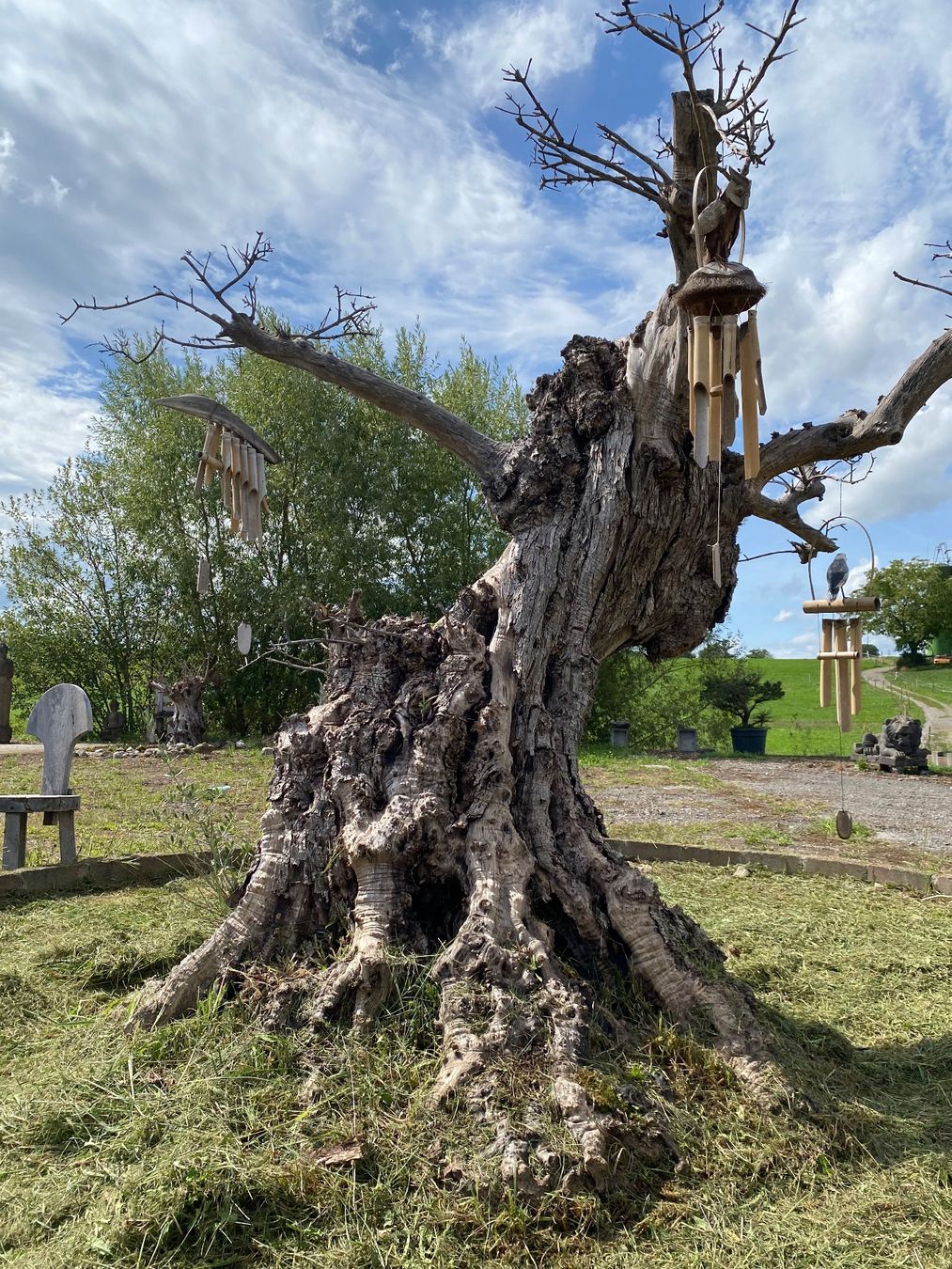Piante & sementi: Alter Olivenbaum Gartendekoration Oliven Baum Kunstobjekt – Usato da Ballwil venduto da ClassicGallery