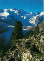 Originale AK Morteratschgletscher mit Piz Palü, Graubünden!