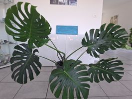 Echte Monstera