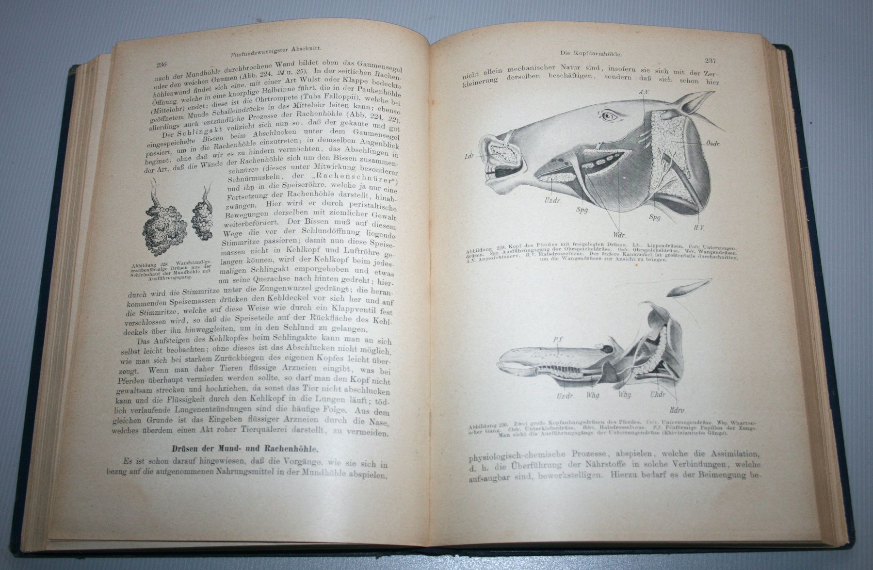 Libri: Disselhorst: Anatomie & Physiologie der Haussäugetiere, 1921 – Usato da Schaffhausen venduto da Kartenprofi 6