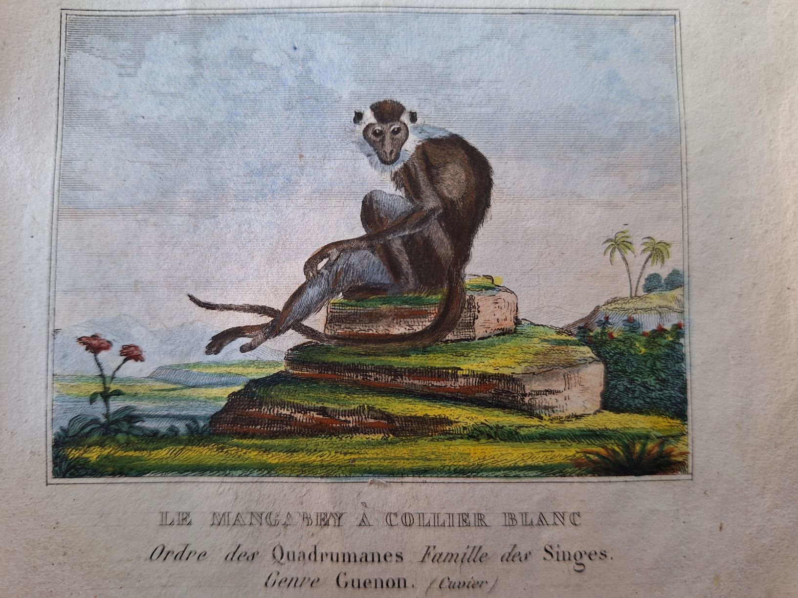 Incisioni: SINGES  2 gravures – Usato da Bevaix venduto da bohrap 4