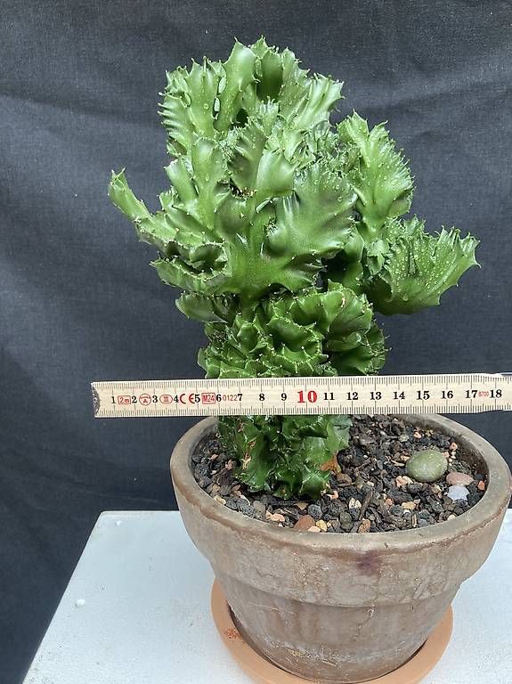 Plantes & graines: Kaktus Euphorbia "cristata" – D'occasion à Liestal par PrebenZwei 3