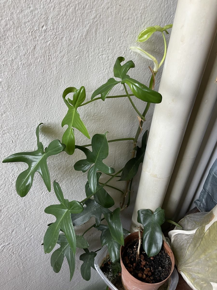 Plantes & graines: Pflanze für Terrarium oder Zimmer – Neuf (Voir description) à Nidau par Beritundpan 1