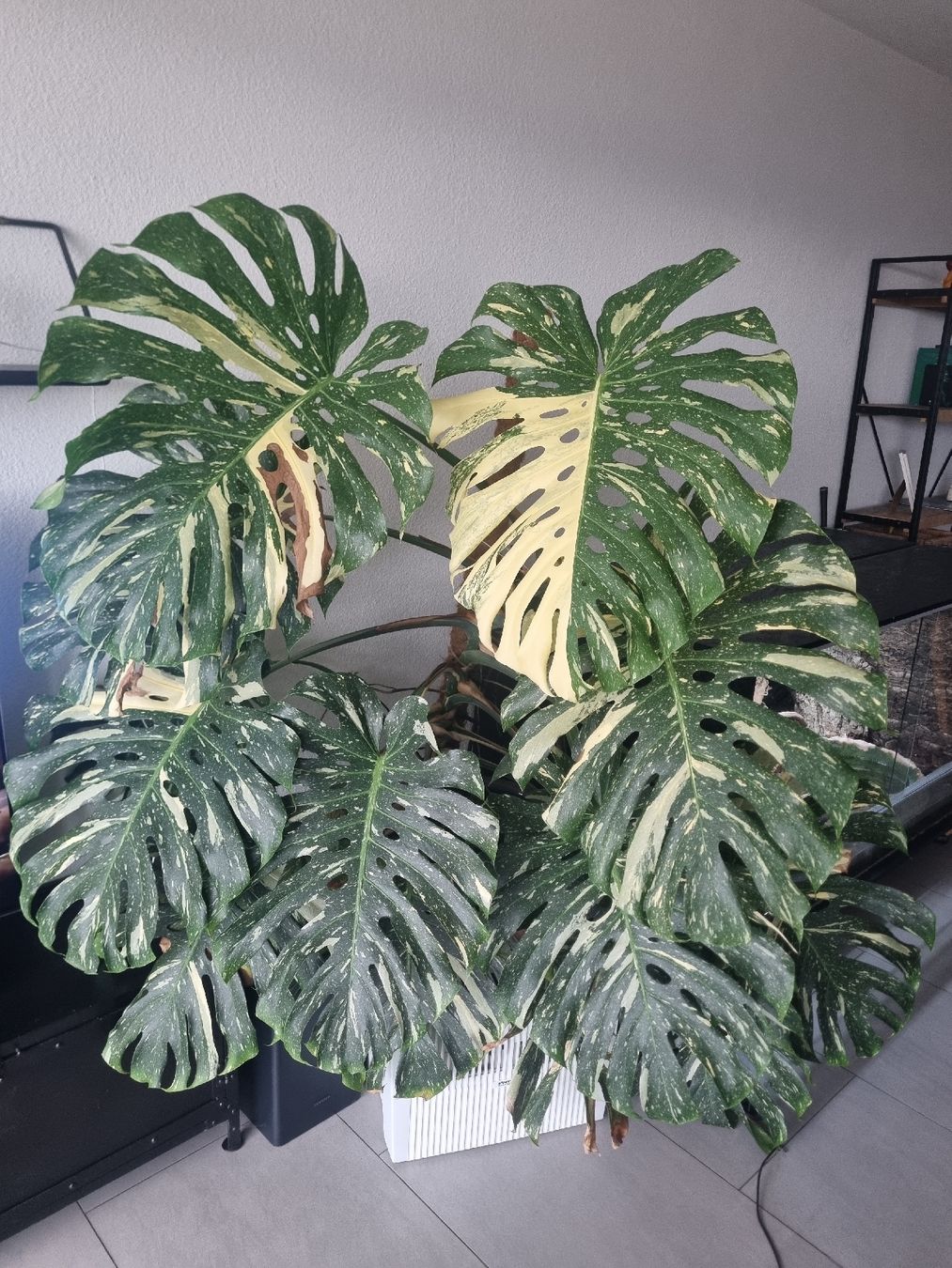 Piante & sementi: Grosse Monstera Thai Constellation – Usato da Geroldswil venduto da Fant24