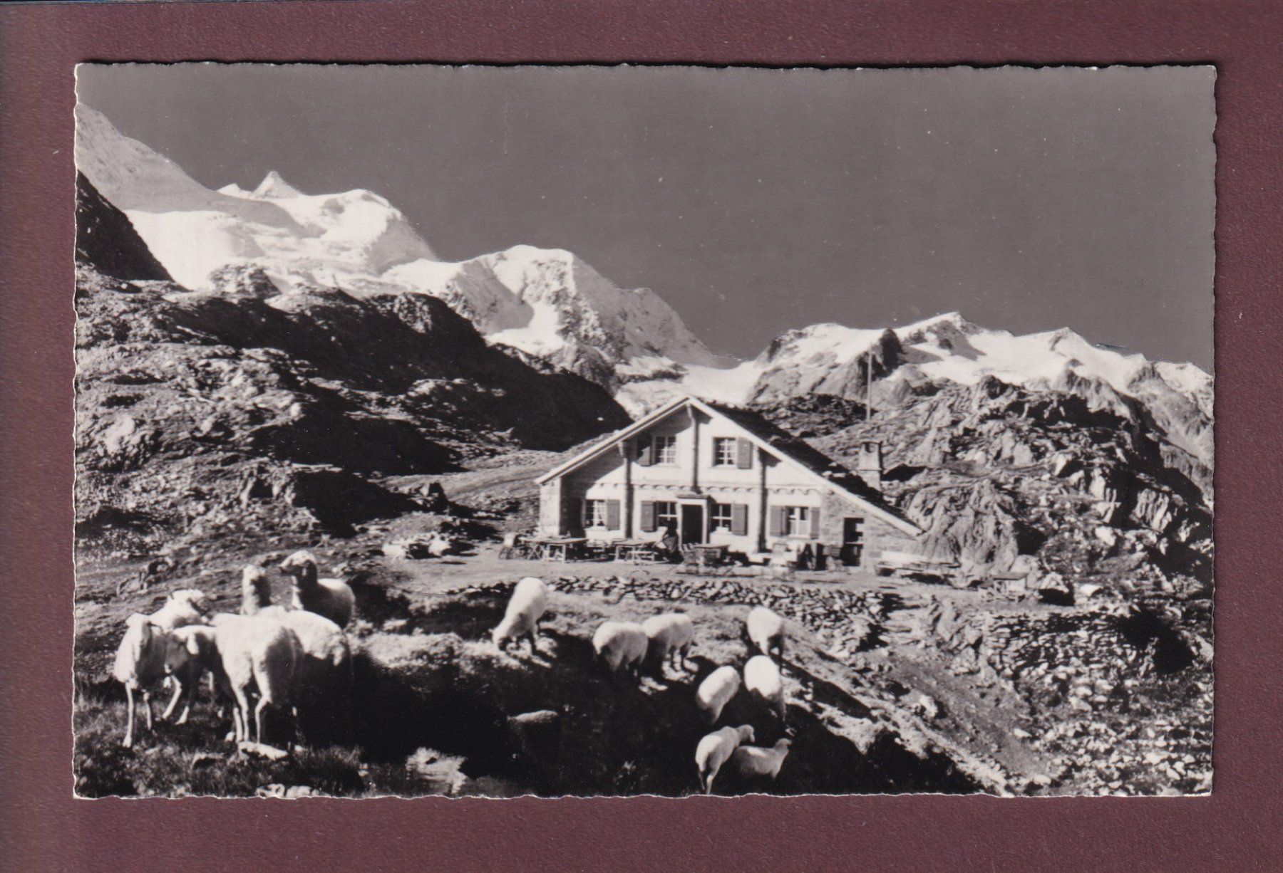 Cartoline postali: Restaurant SUSTENPASSHÖHE - Schafherde – Usato da Pully venduto da nicecards