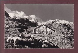 Restaurant SUSTENPASSHÖHE - Schafherde