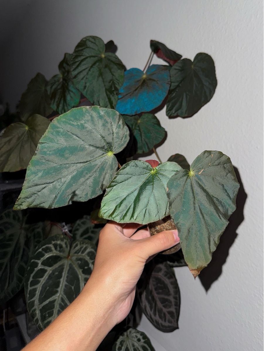 Piante & sementi: Begonia Pavonina #1 – Nuovo (secondo la descrizione) da Bern venduto da plantlover_bern 3