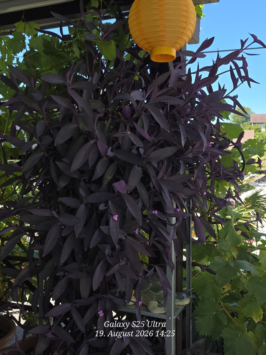 Plantes & graines: Mexikanische Dreimasterblume  – D'occasion à Sonterswil par 1234ralf
