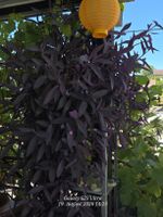 Mexikanische Dreimasterblume