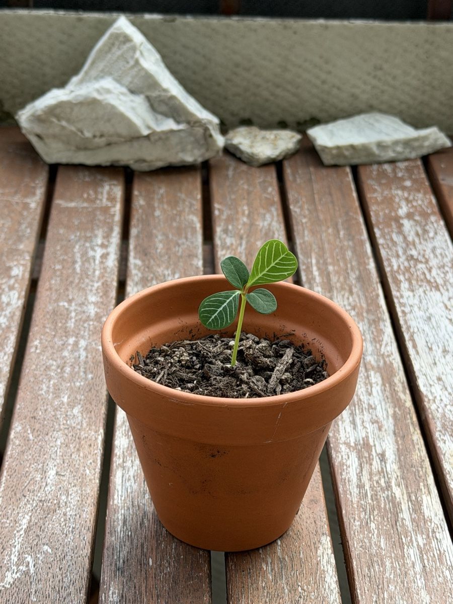 Piante & sementi: Mini-Spuckpalme Starter-Pflanze :) – Usato da Zürich venduto da Abatar 2