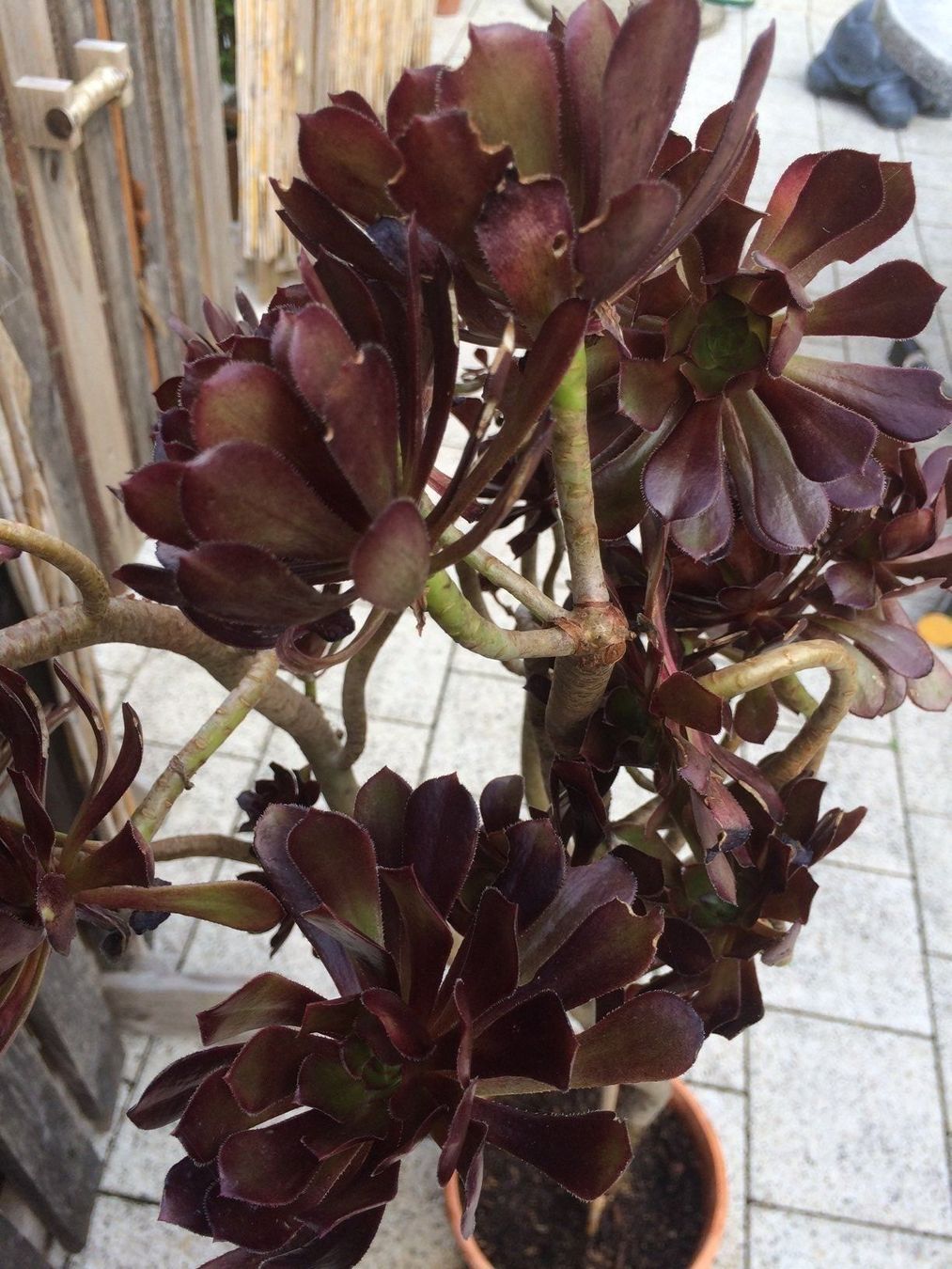 Piante & sementi: Aeonium arboreum purpurum – Nuovo (secondo la descrizione) da Vinelz venduto da Wellensittich55 1