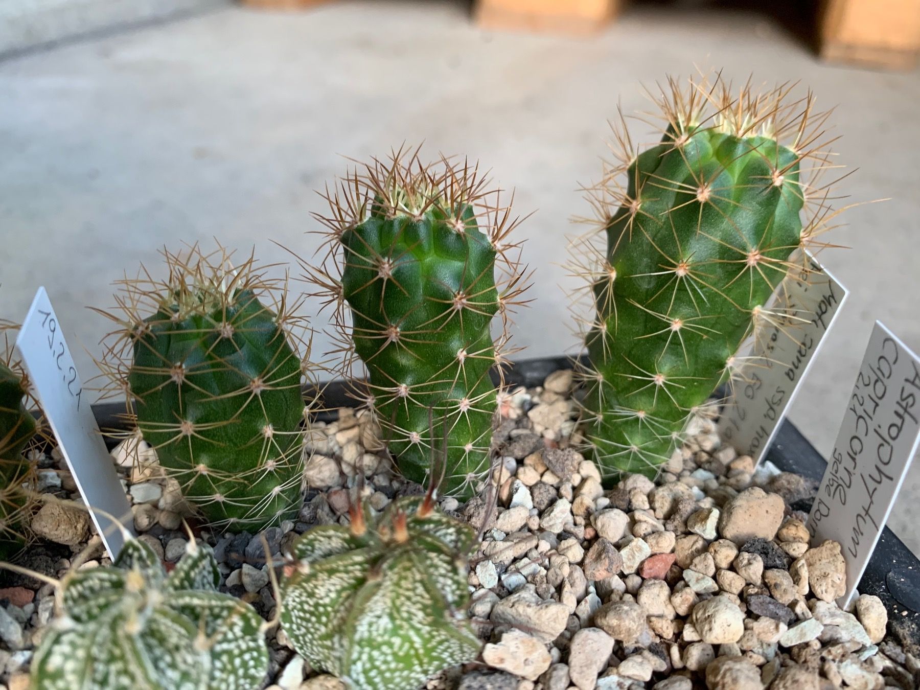 Pflanzen & Samen: Matucana ssp. hoxeyi – Gebraucht aus Rorbas von SimS0n