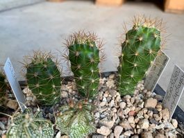 Matucana ssp. hoxeyi