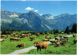 AROSA Alp Landwirtschaft - Kühe auf Prätschalp