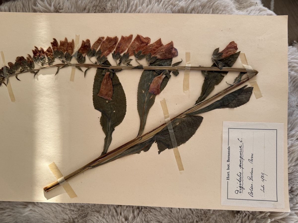 Pflanzen & Samen: Herbier – Gebraucht aus Veytaux von sevmontreux 6