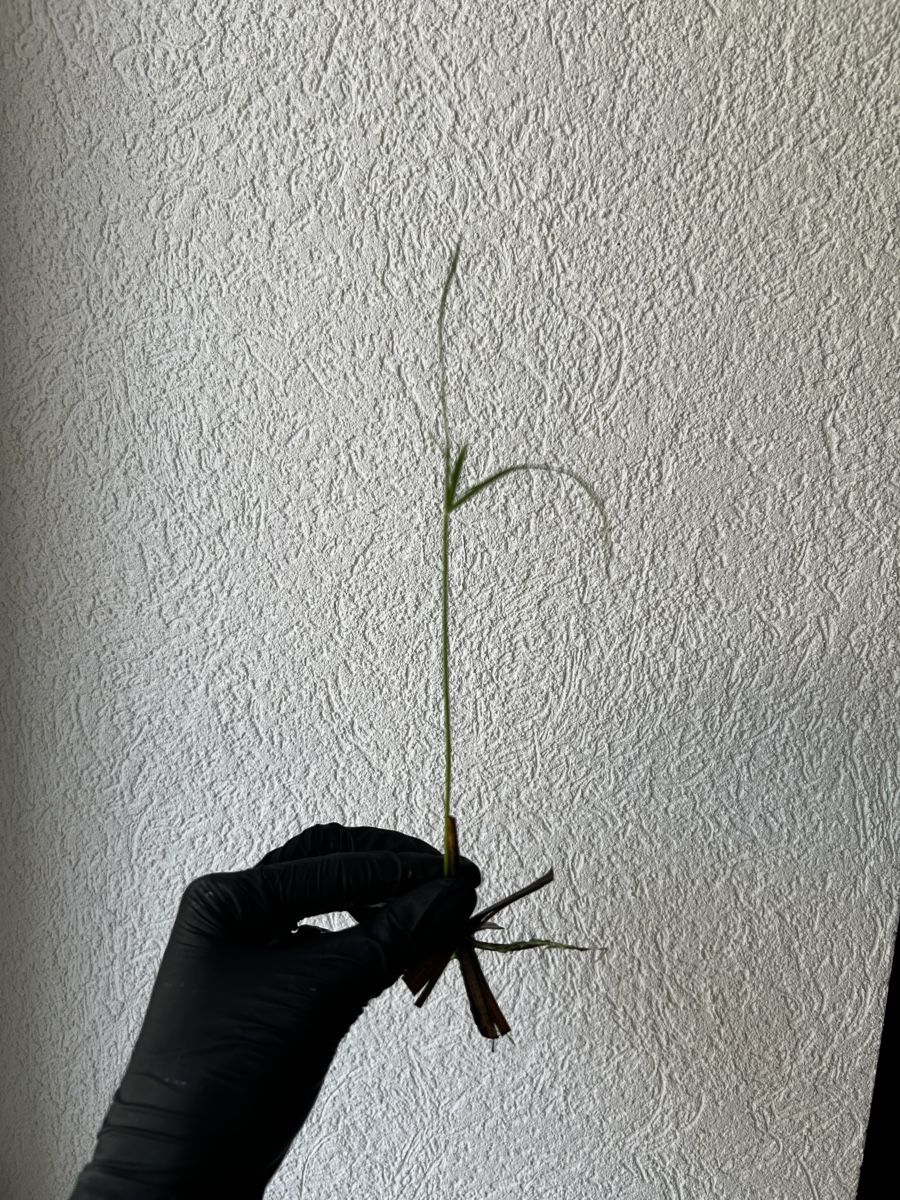 Plantes & graines: Boutures Papyrus – D'occasion à Develier par mel_qd2m 1