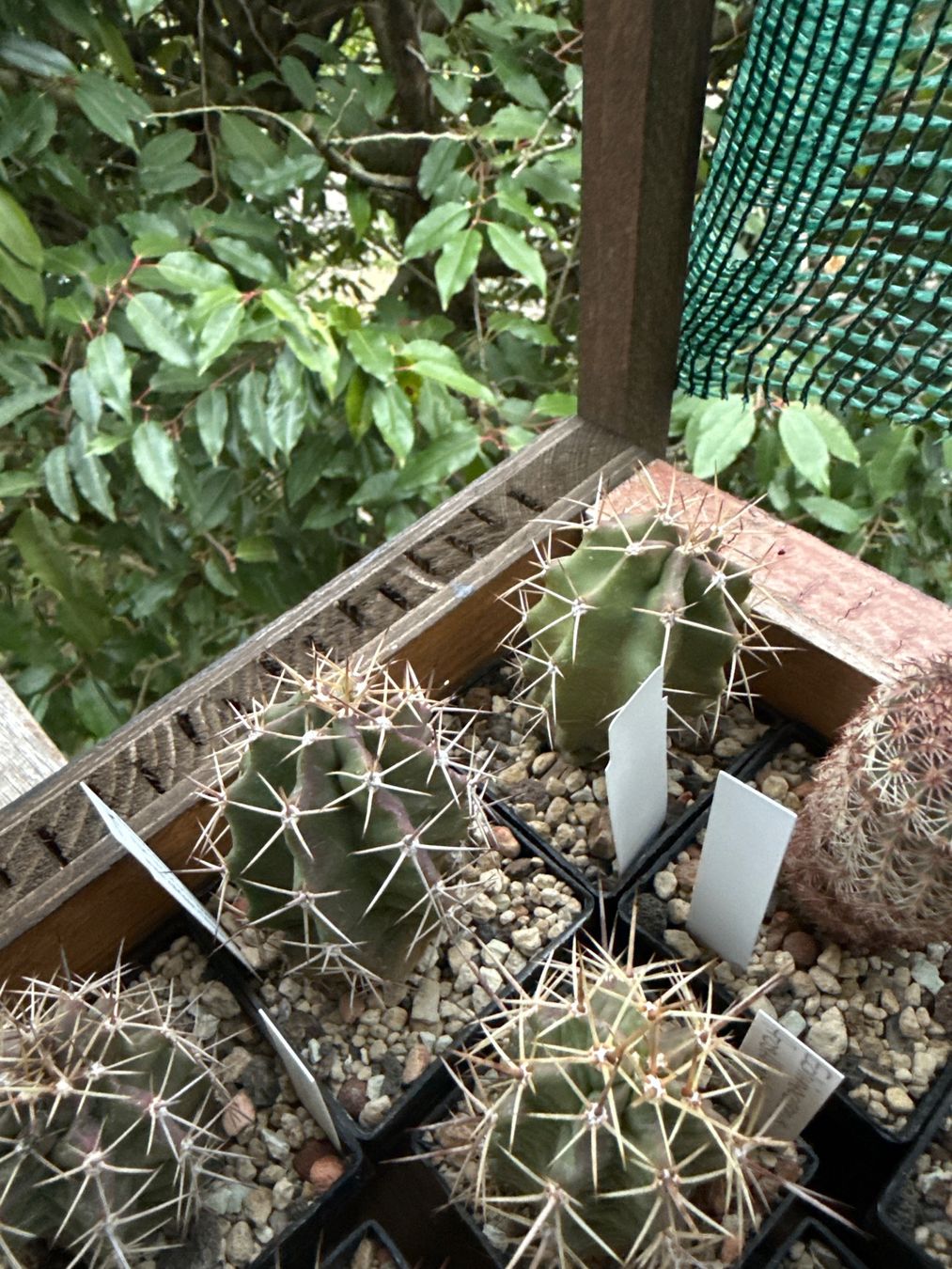 Piante & sementi: Echinocereus x lloydii (frosthart) – Usato da Rorbas venduto da SimS0n