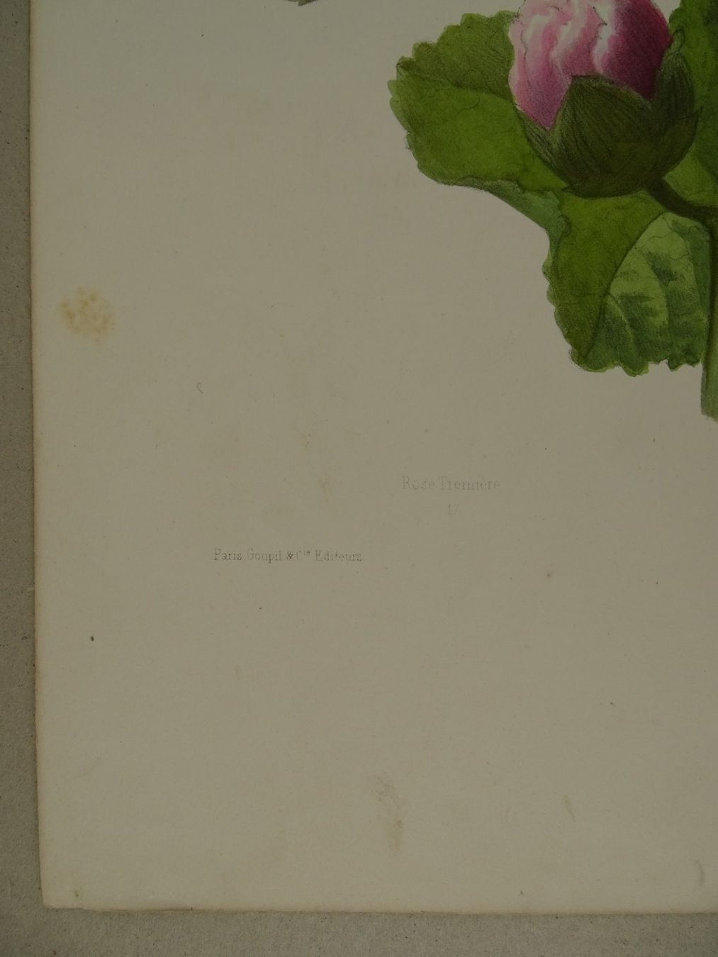 Stiche: ROSE TREMIÈRE, LITHOGRAPHIE UM 1850 – Gebraucht aus Grüningen von Kartensammler 2