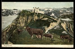 AK Rigikulm, Kühe auf Alp, Gebäude auf Gipfel und Bergpanora