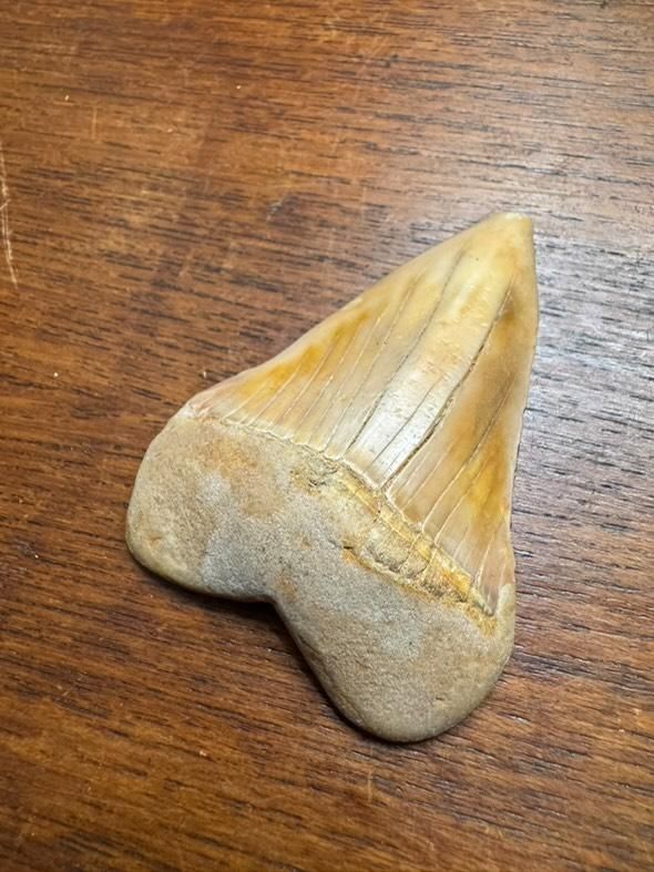 Fossili: dent de requin fossilisee – Usato da Vésenaz venduto da Angela.C3 4