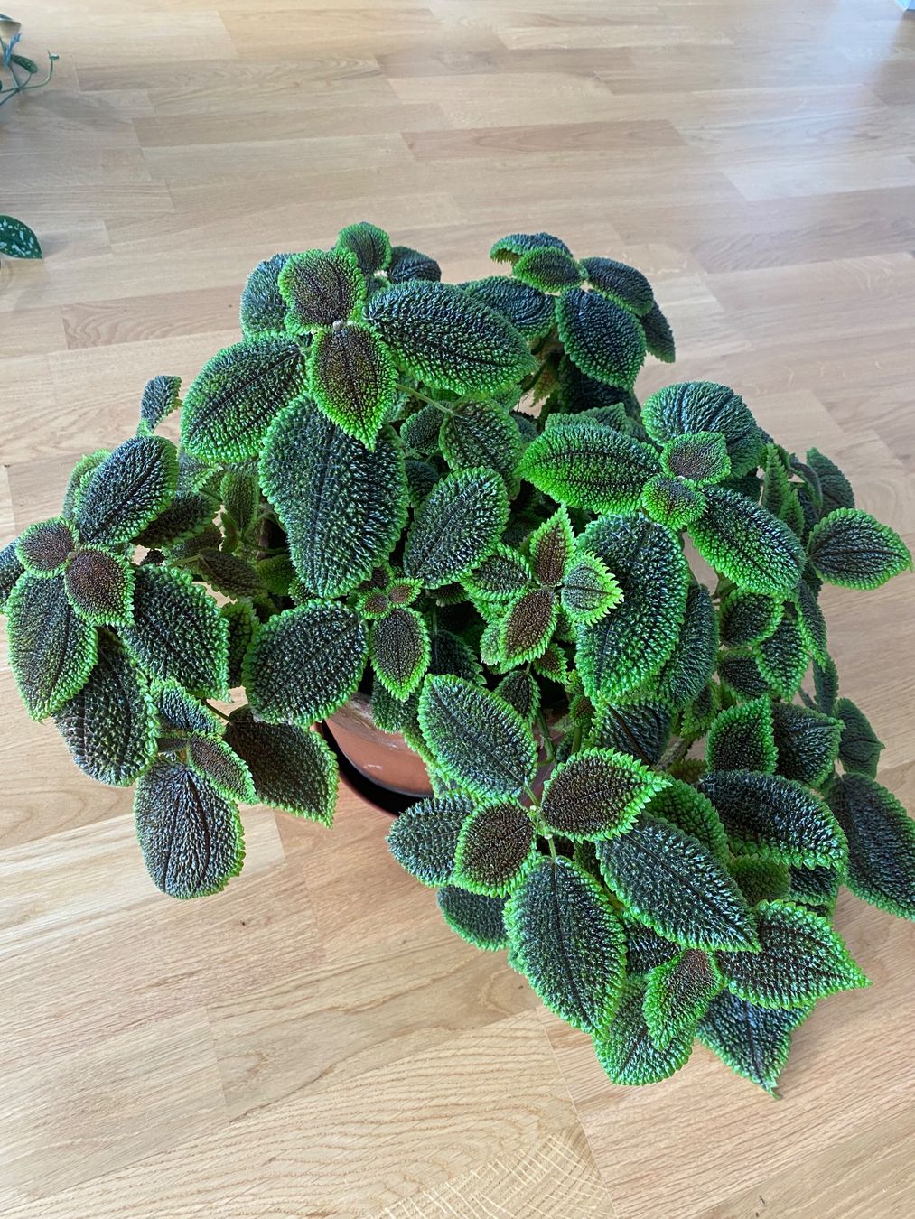 Pflanzen & Samen: Pilea mollis Stecklinge (2.0) – Neu (gemäss Beschreibung) aus Bern von giuanna