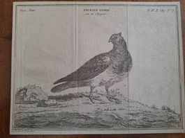 PIGEON DORE  1767