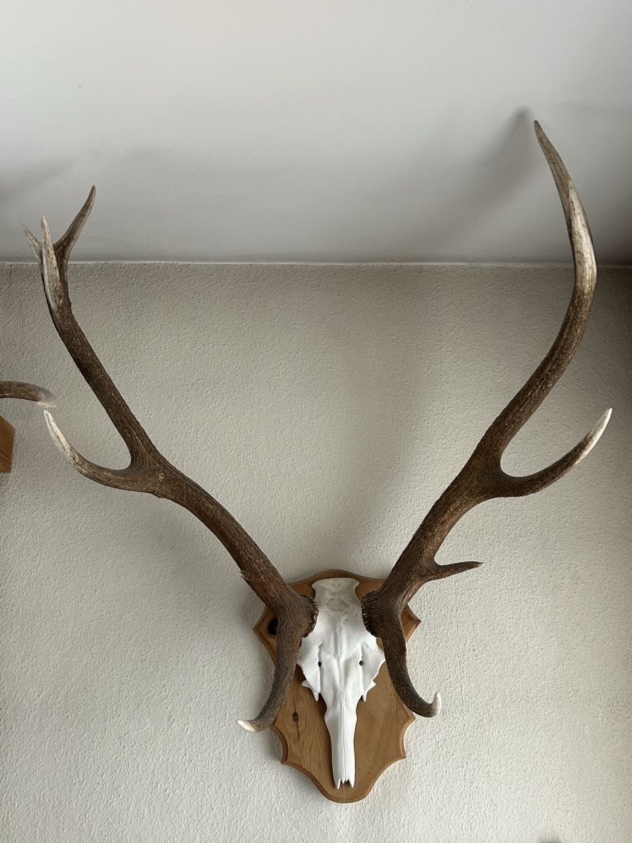 Autres collections & raretés: Trophäe Hirsch Geweih Hirschstier – D'occasion à Davos Platz par cilgia08 2