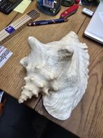 Deko Grosse Fechterschnecke Meeresschnecke 24cm (D1)
