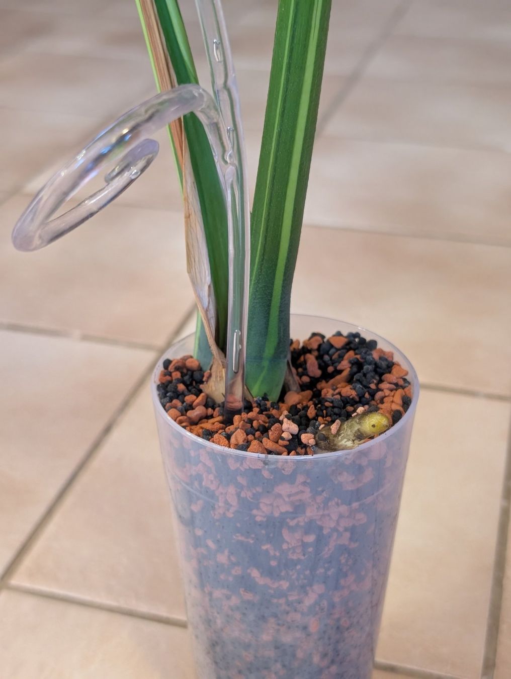 Pflanzen & Samen: Monstera Deliciosa Electrolyte/ Electrolight Variegata – Neu (gemäss Beschreibung) aus Faulensee von plantmama 4