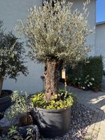 XXL Olivenbaum Olea europaea 350 cm – Solitär im Grosskübel