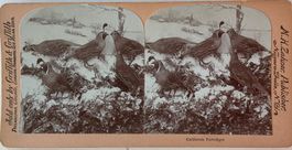 Stereofoto, California Partridges, USA