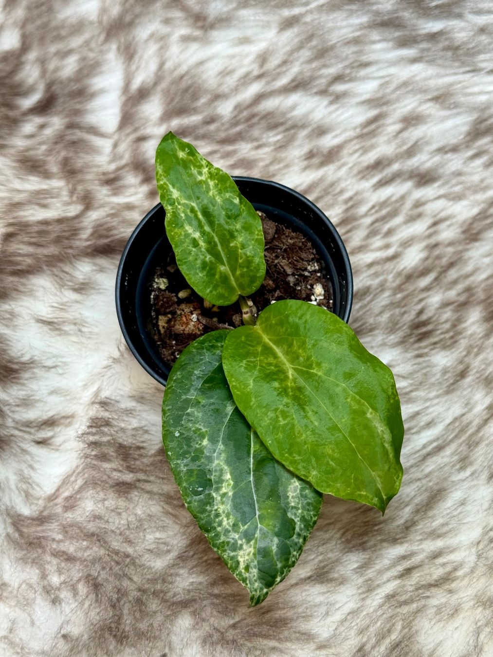 Piante & sementi: Hoya Candy 🦄✨ – Nuovo (secondo la descrizione) da Bachenbülach venduto da ilawega
