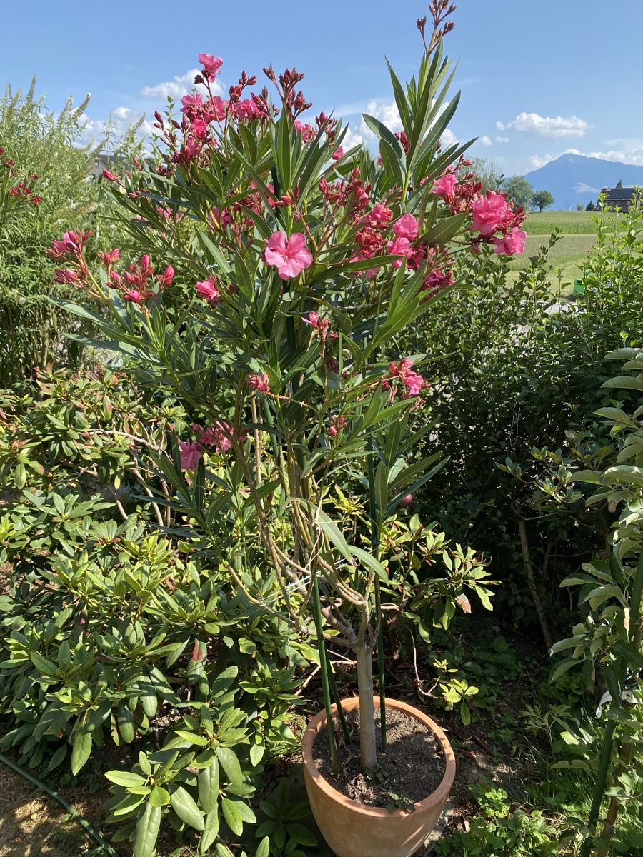 Piante & sementi: Hochstamm-Oleander pink – Usato da Hünenberg venduto da a.u.849 5
