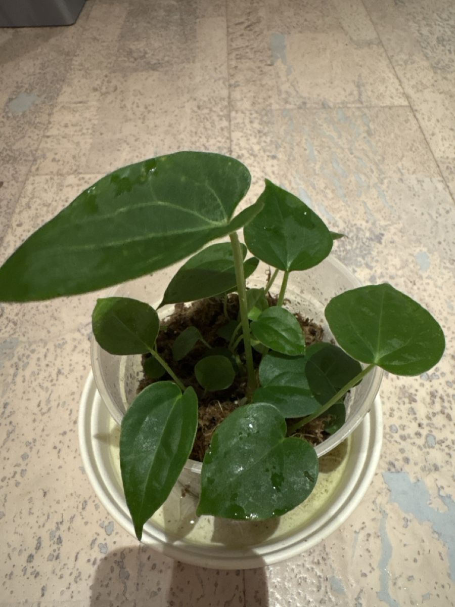 Piante & sementi: Anthurium Luxurians Hybrid – Usato da Niederbüren venduto da Monde09 2