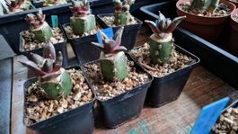 Ariocarpus Confusus LH470 Aramberri, 2024 veredelt