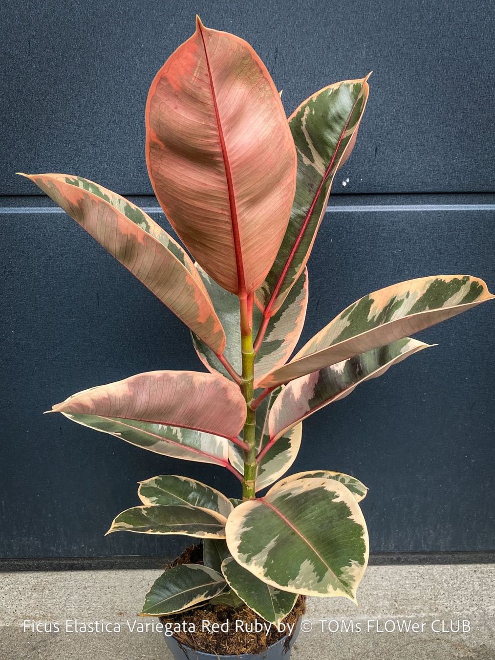Piante & sementi: Ficus Elastica Variegata Red Ruby - ein absoluter Blickfang – Nuovo e nell'imballaggio originale da Adliswil venduto da asTOMas963 4