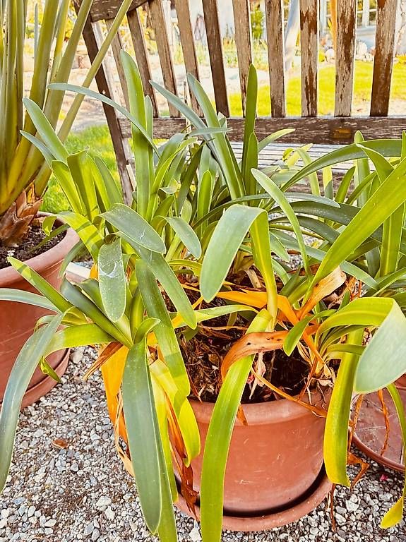 Piante & sementi: Prachtvoller Agapanthus – Usato da Wattenwil venduto da topcash4you 2