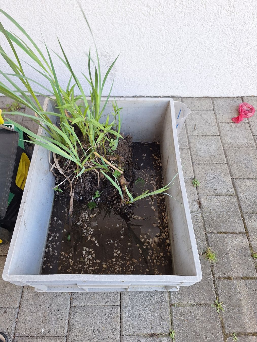 Teichpflanzen Schöne Schwertlilien für Ihren Gartenteich Kaufen auf