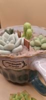 Kerzen-Garten im Topf, Sukkulenten, Winter Deko, Neu!