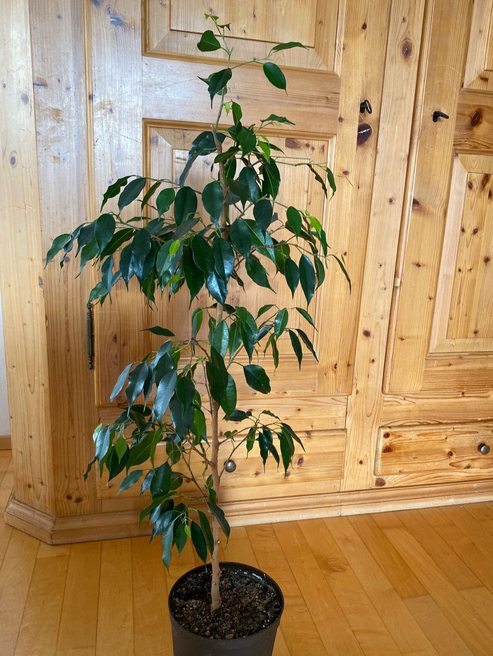 Piante & sementi: Ficus – Usato da Malans GR venduto da mirra1020