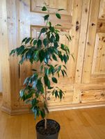Ficus