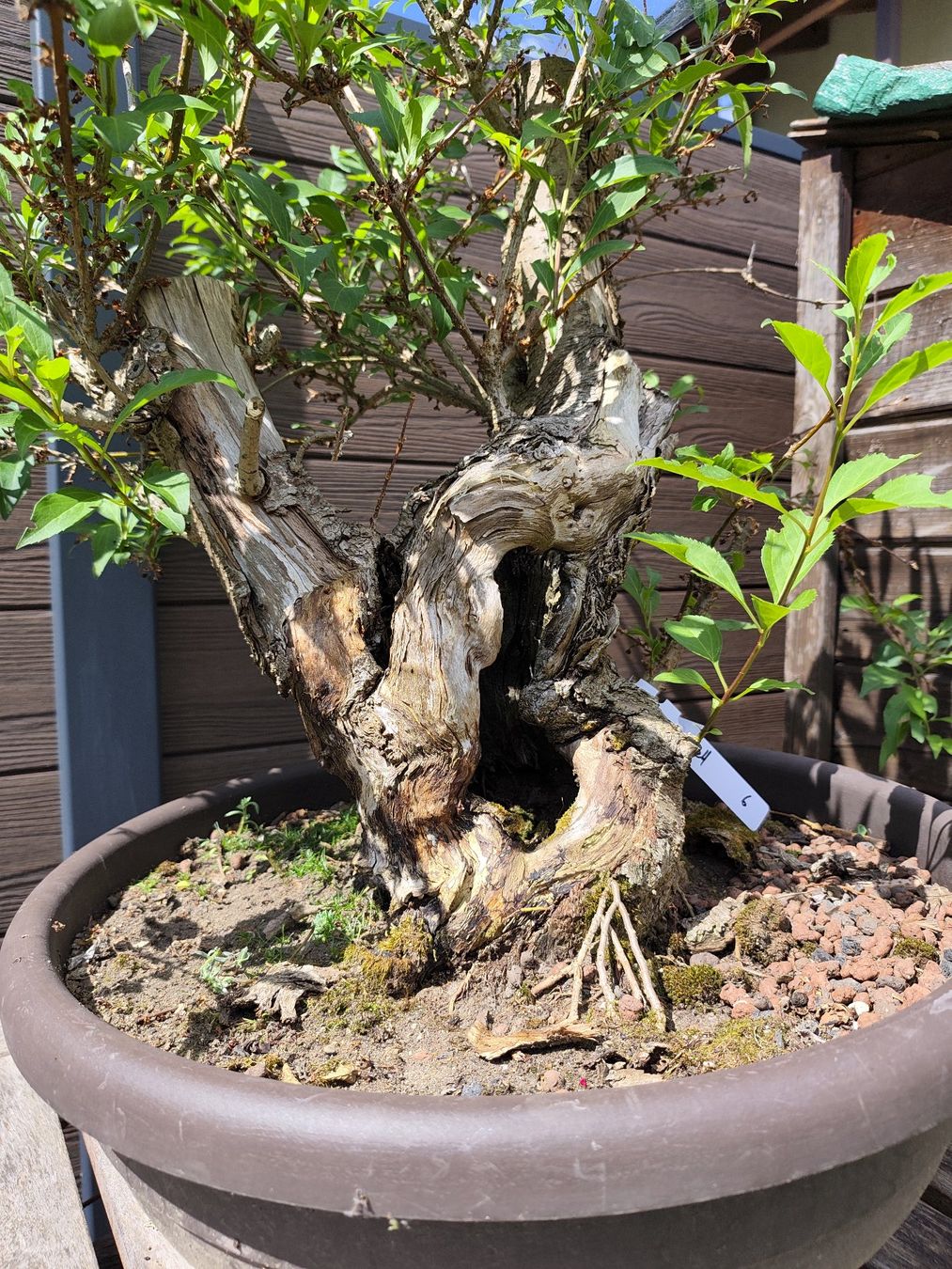Piante & sementi: Bonsai Rohling Forsythie – Usato da Oberwil BL venduto da suaku