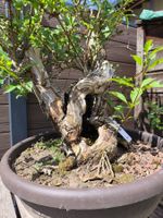 Bonsai Rohling Forsythie
