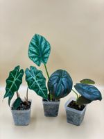 3x Alocasia Bundle – Polly, Cuprea Red Secret & Sinuata