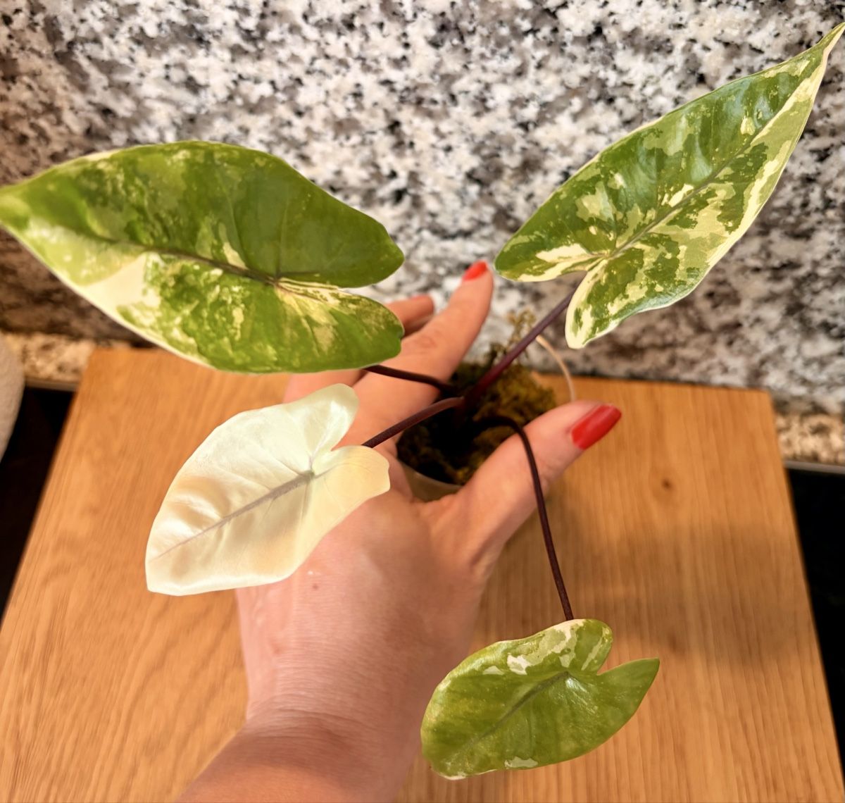 Pflanzen & Samen: Alocasia Black Stem Albo – Neu (gemäss Beschreibung) aus Kaiseraugst von dka_b97z 1